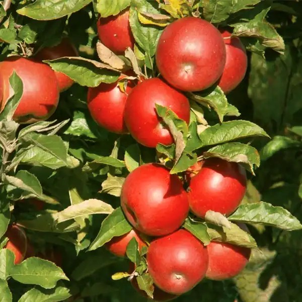 Red Idared almafa